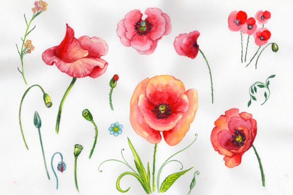 Download Field Red Poppies Watercolor Set - Field Collection